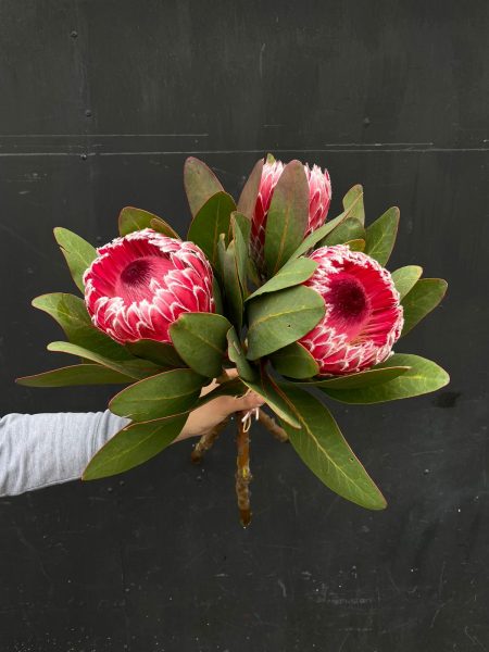 Protea Cándida