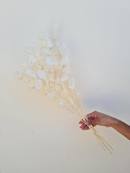 Lunaria