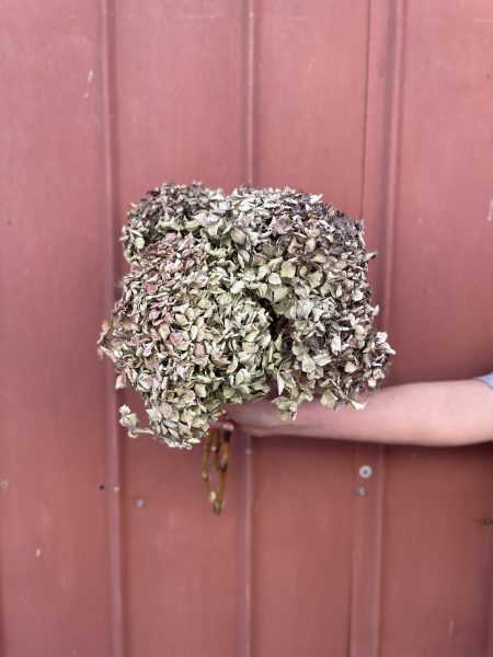 Hortensia seca