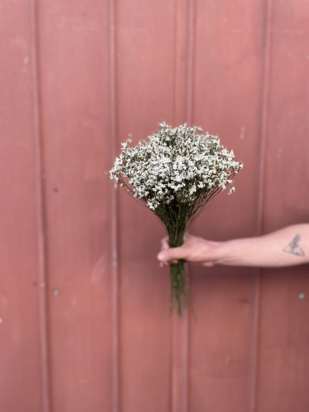 Limonium blanco