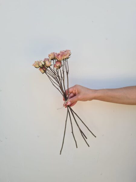 Mini rosa seca Rosada