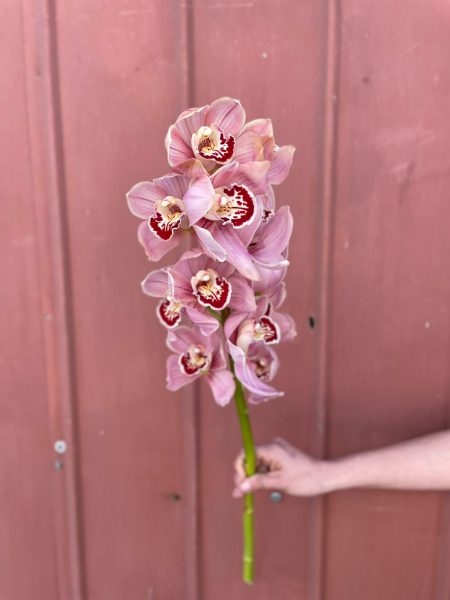 Orquídea Cymbidium Rosada