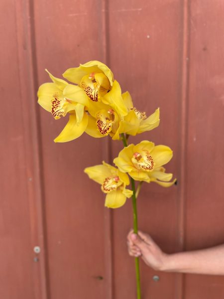 Orquídea Cymbidium Amarilla