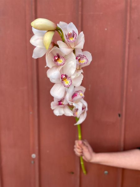 Orquídea Cymbidium Rosado claro