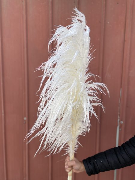 PAMPAS GRASS PRESERVADA BLANCAS