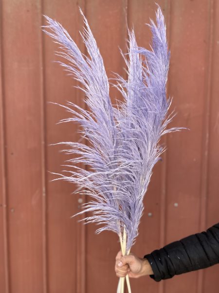 PAMPAS GRASS PRESERVADA LILA