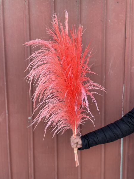 PAMPAS GRASS PRESERVADA CORAL