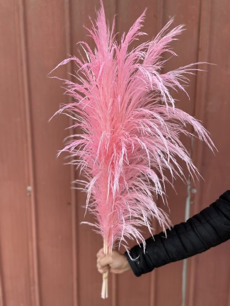 PAMPAS GRASS PRESERVADA ROSADA
