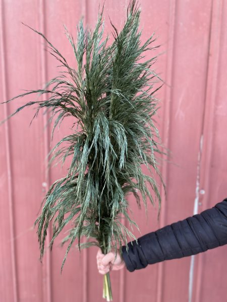 PAMPAS GRASS PRESERVADA VERDE
