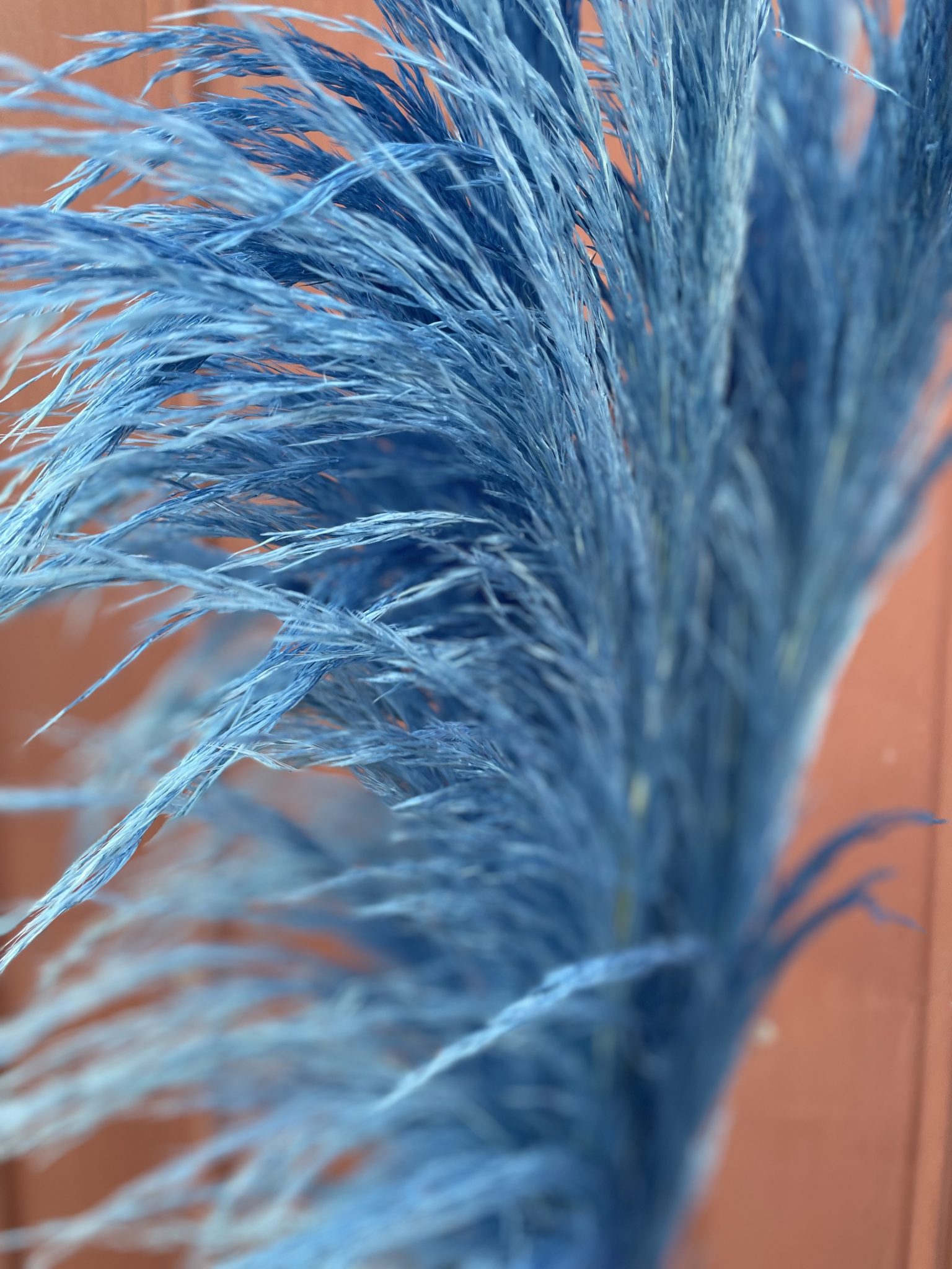 PAMPAS GRASS PRESERVADA CELESTE El Florista