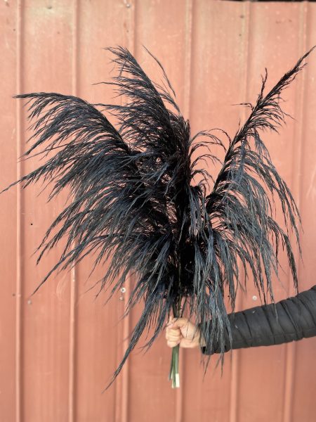 PAMPAS GRASS PRESERVADA  NEGRA