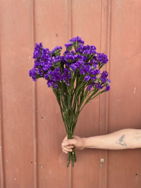 Estátice morada