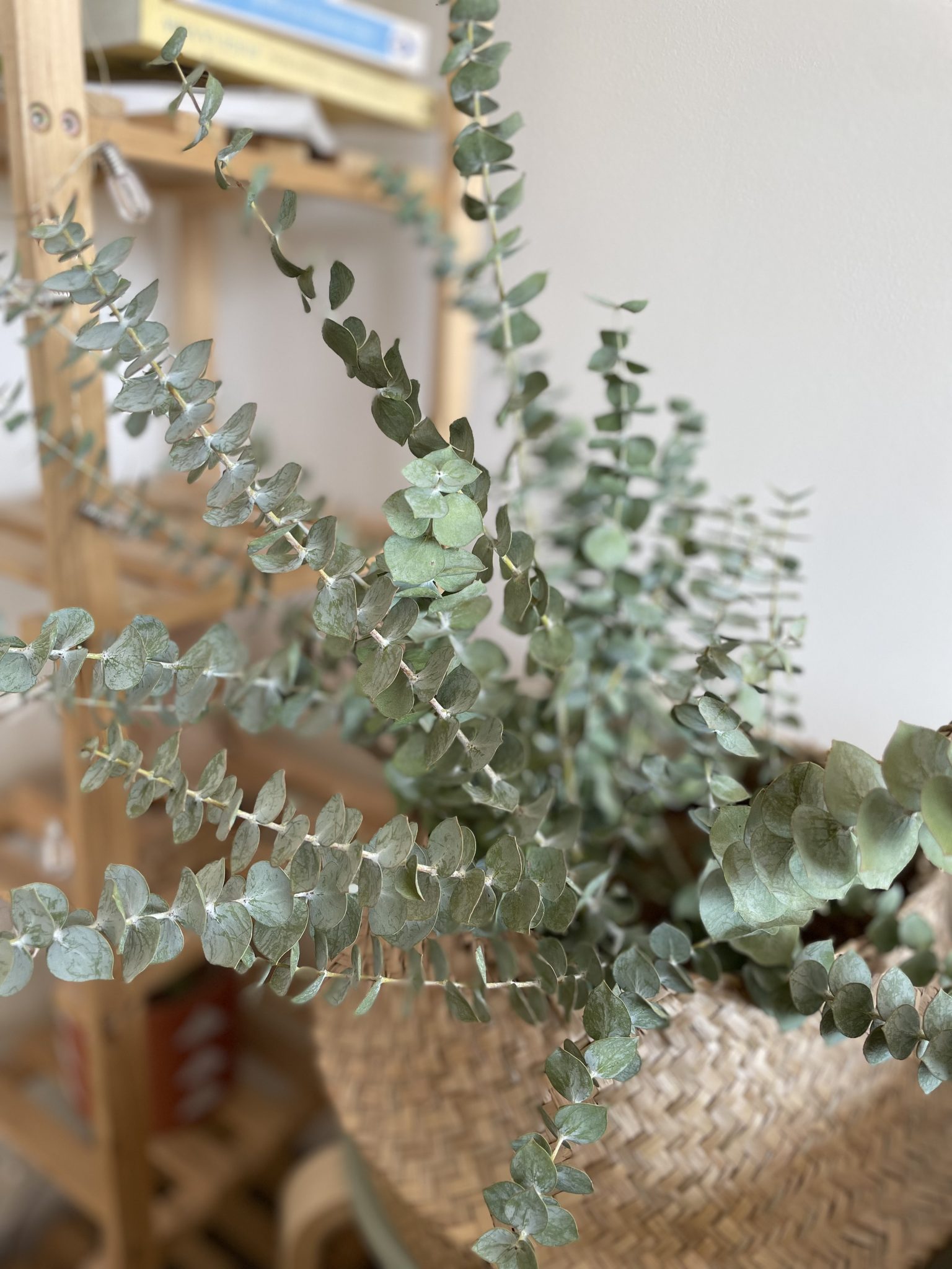 Eucalipto Seco El Florista