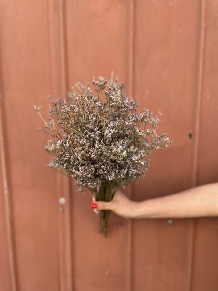 Limonium Lila