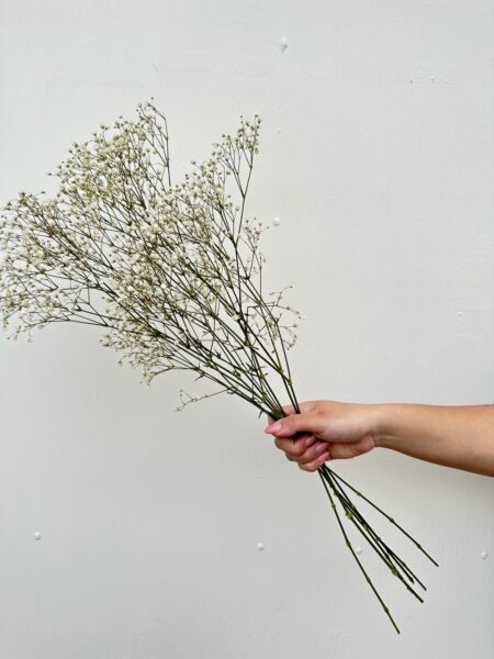 Gypsophila preservada.