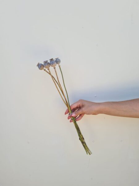 Ramo Amapolas