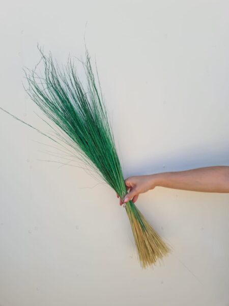 Pelillo Verde
