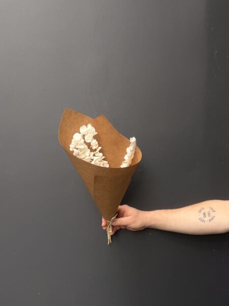 Eucalipto Baby white preservado