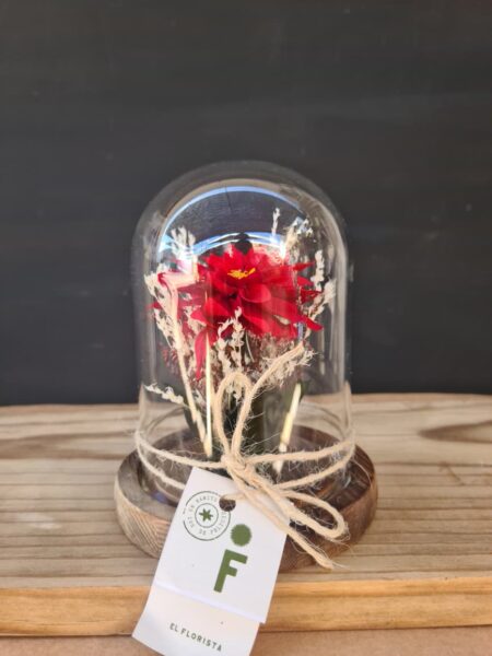 Fanal Dahlia preservada.