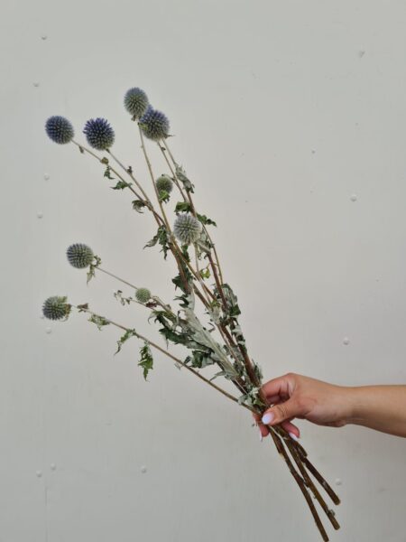 Echinops