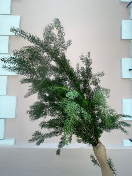 Ramo de pino a granel.