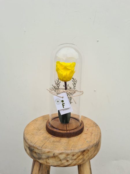 FANAL ROSA PRESERVADA AMARILLA