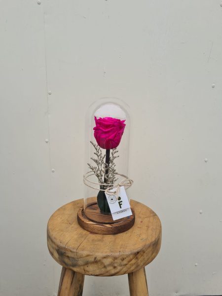 FANAL ROSA PRESERVADA FUCSIA