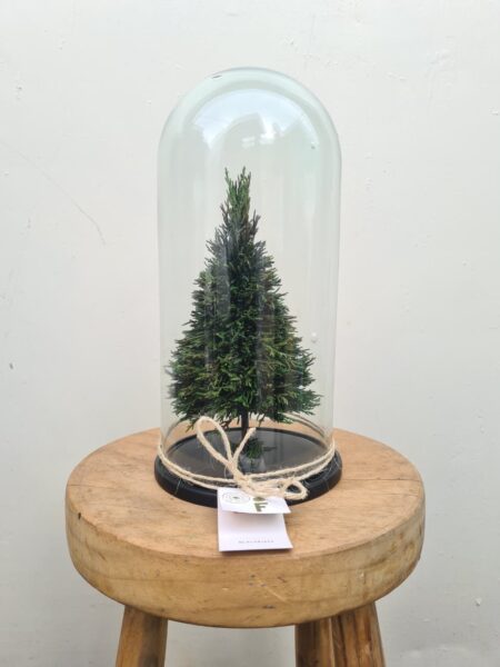 Pino Natural Preservado