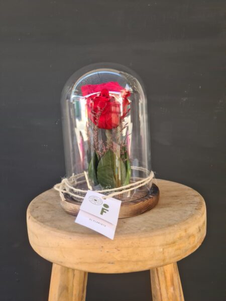 Fanal Rosa Roja Preservada
