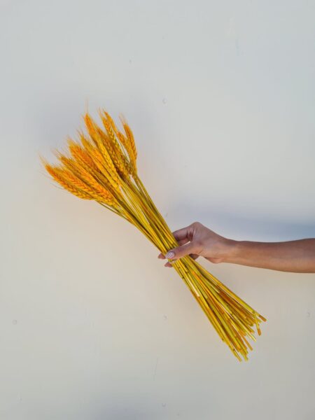 Espiga preservada naranja.