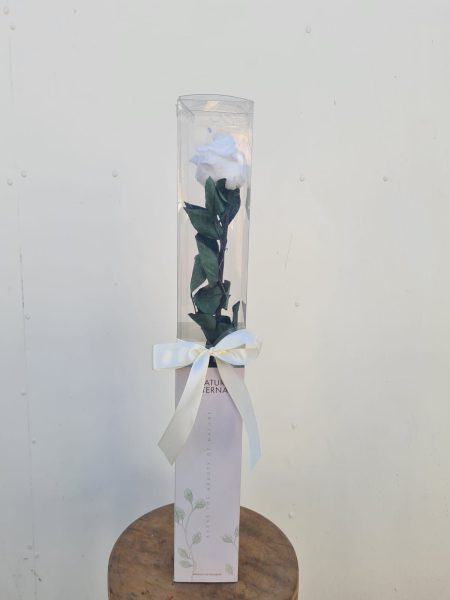 Rosa preservada individual blanca